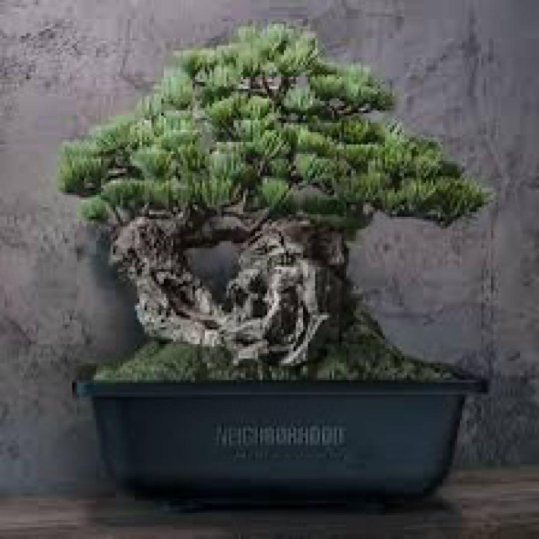 Srl bandai 盆栽　neighborhood プラモデル