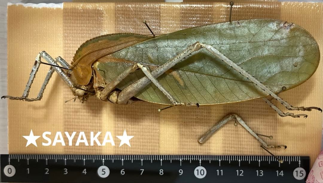 ★昆虫標本★【パプアオオコノハギス】Siliquofera grandis