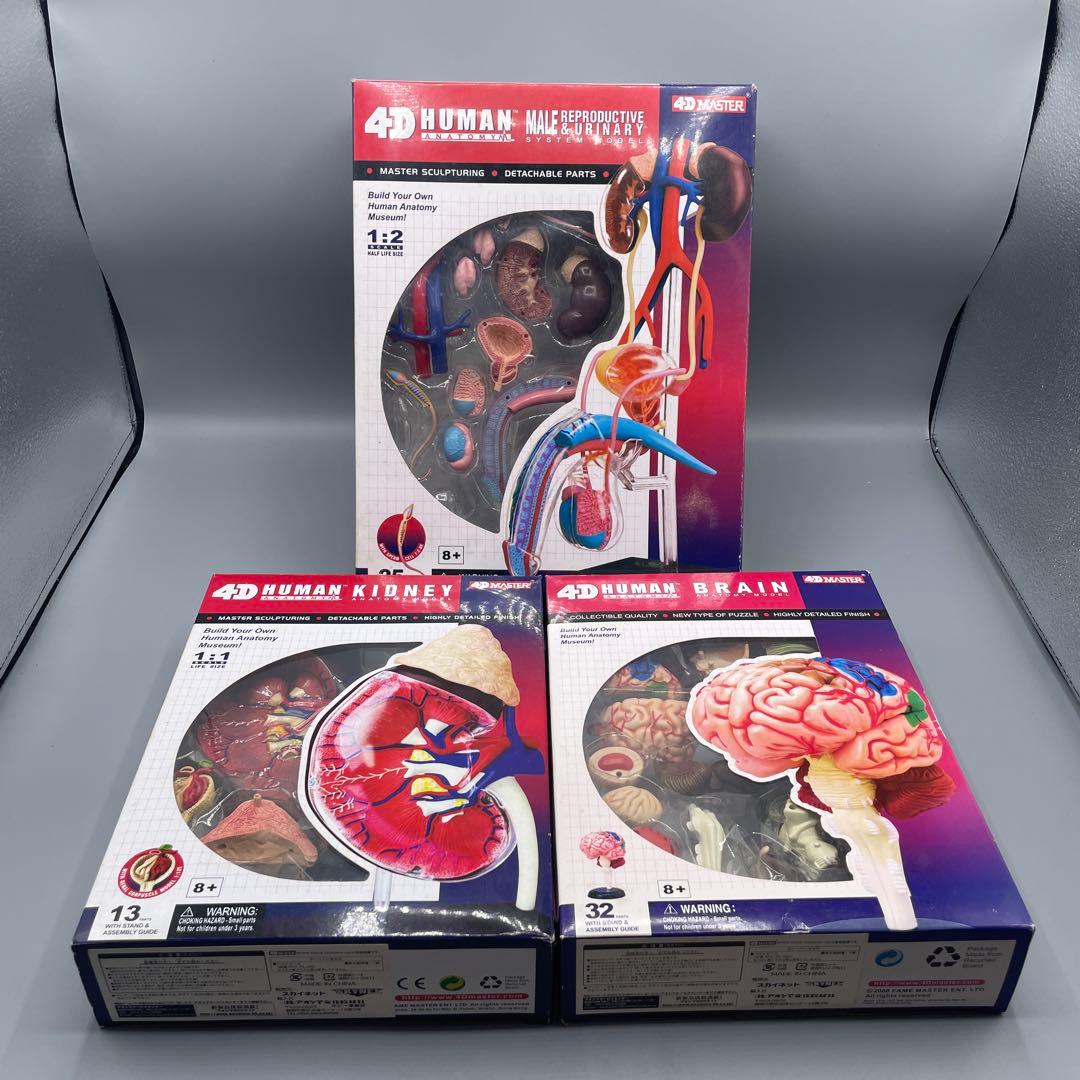 3点セット スカイネット 立体パズル 4D VISION 人体解剖
