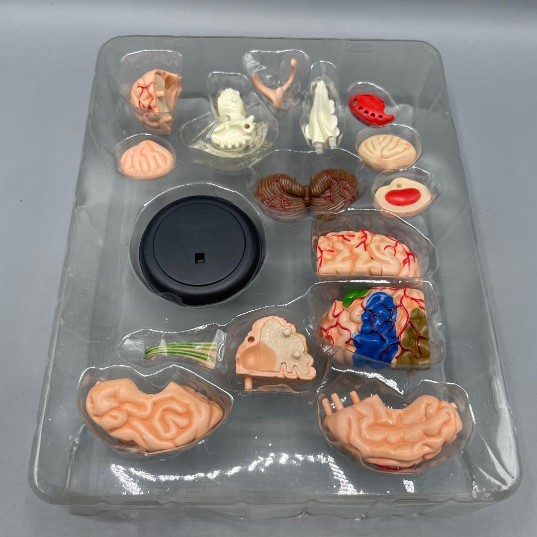 3点セット スカイネット 立体パズル 4D VISION 人体解剖