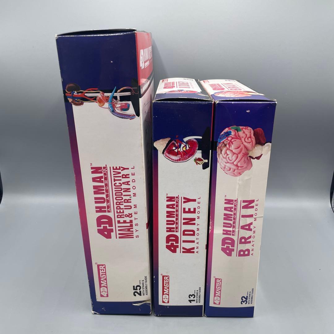 3点セット スカイネット 立体パズル 4D VISION 人体解剖