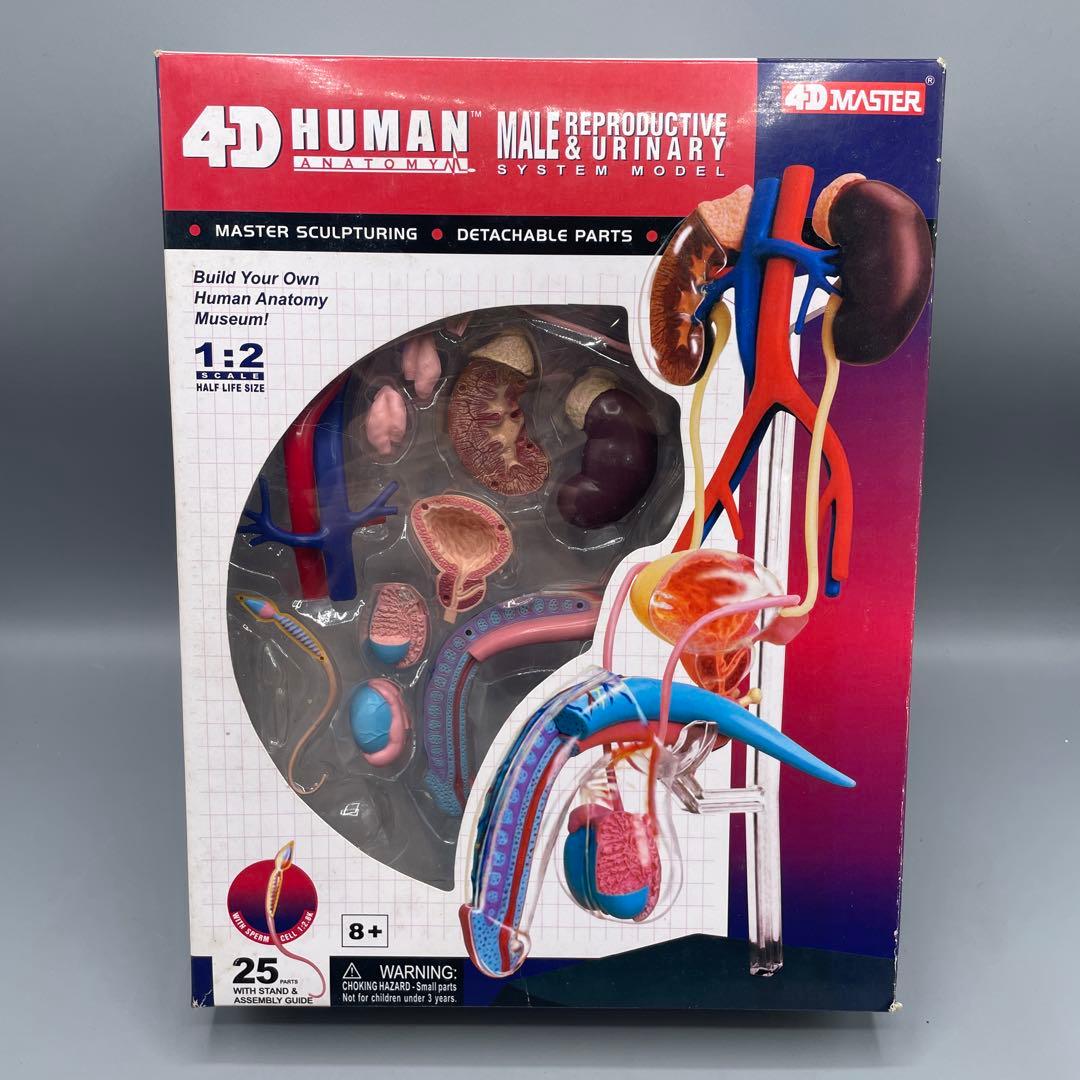 3点セット スカイネット 立体パズル 4D VISION 人体解剖