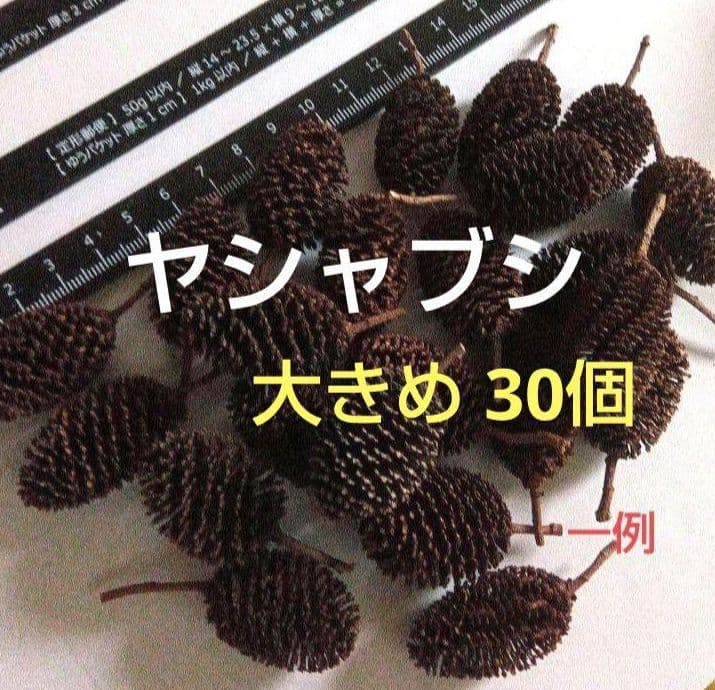 ✿シャブシ 大きめ 30個　シュリンプ　 タンニン　リース　ワークショップ
