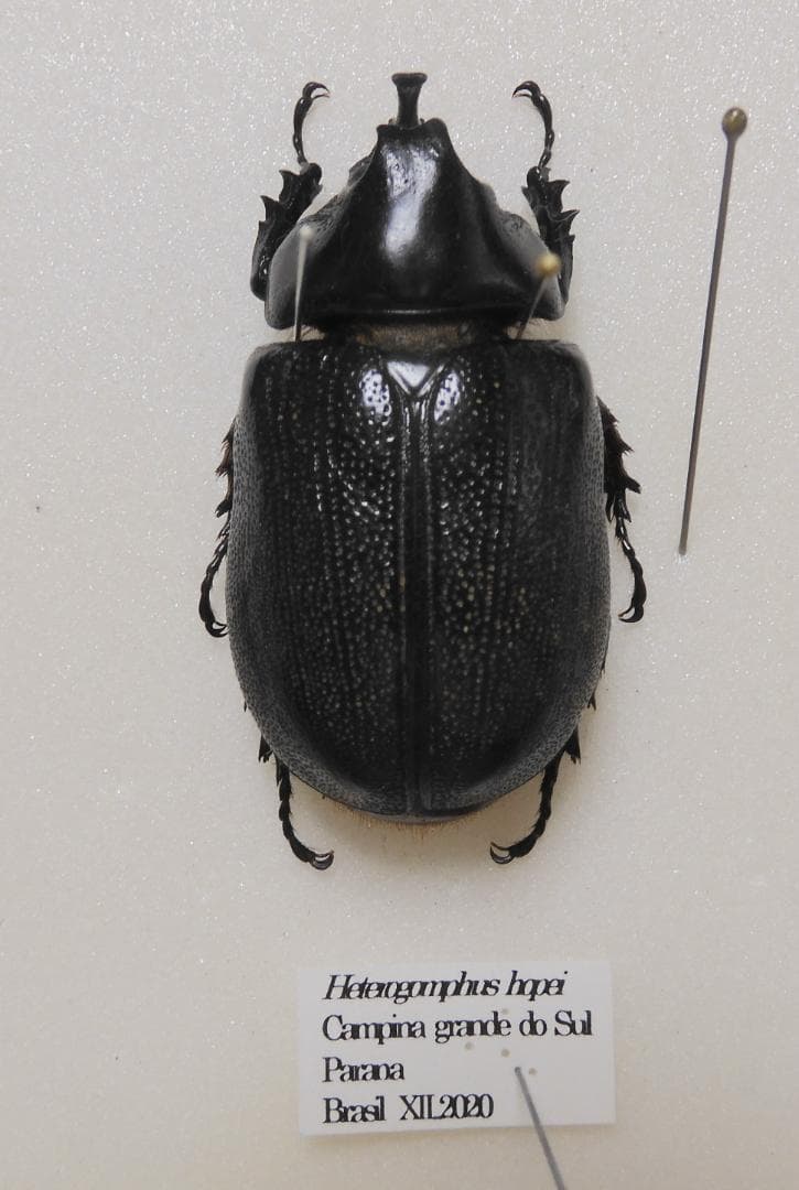 ブラジル産ホープヒサシサイカブト 43mm