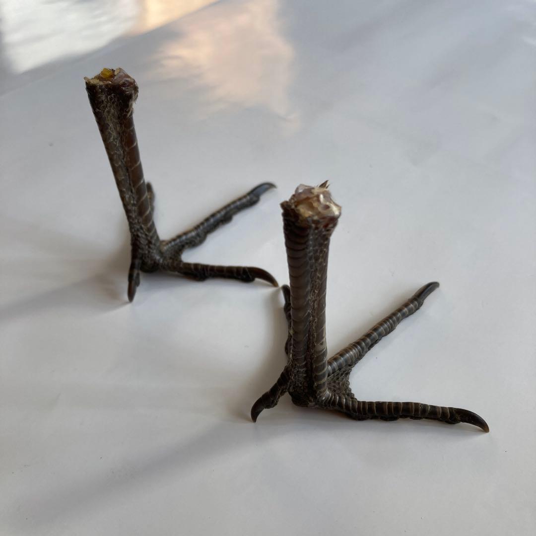 鳥の羽根　キジの翼と足