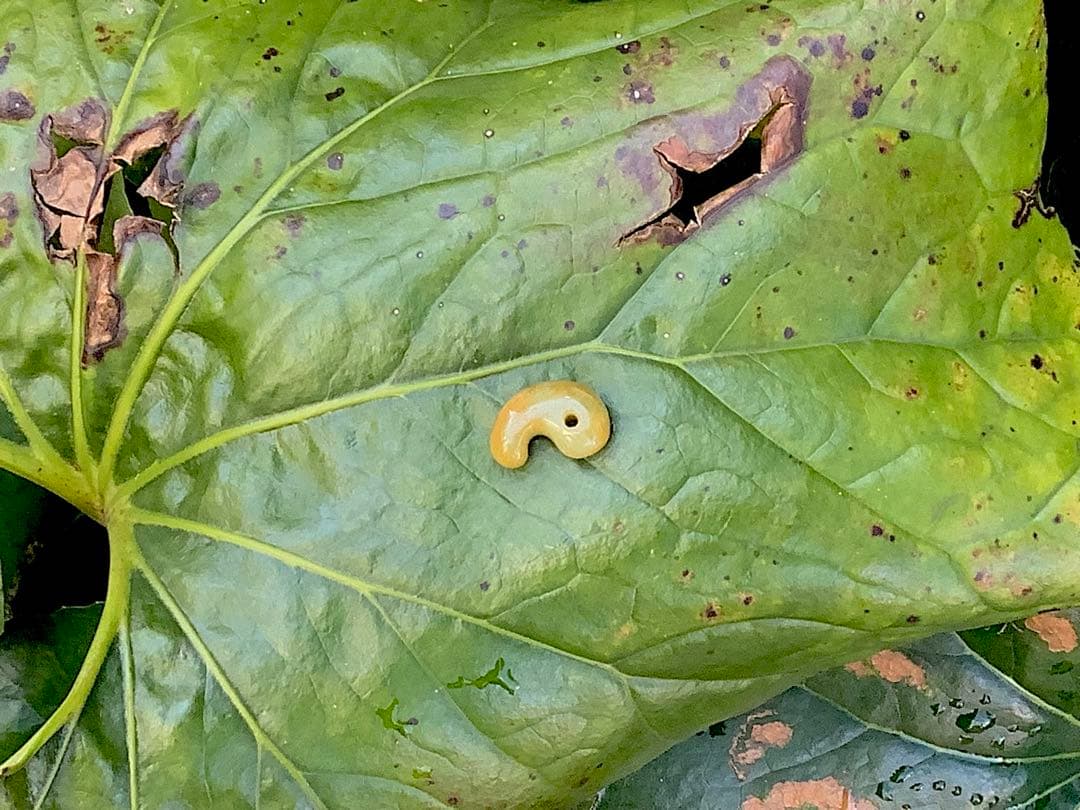 ⭕️超極上レア物　✳一番数少ない幻の幸運の黄色‼️ 糸魚川翡翠勾玉ガラス質鑑定鑑別書