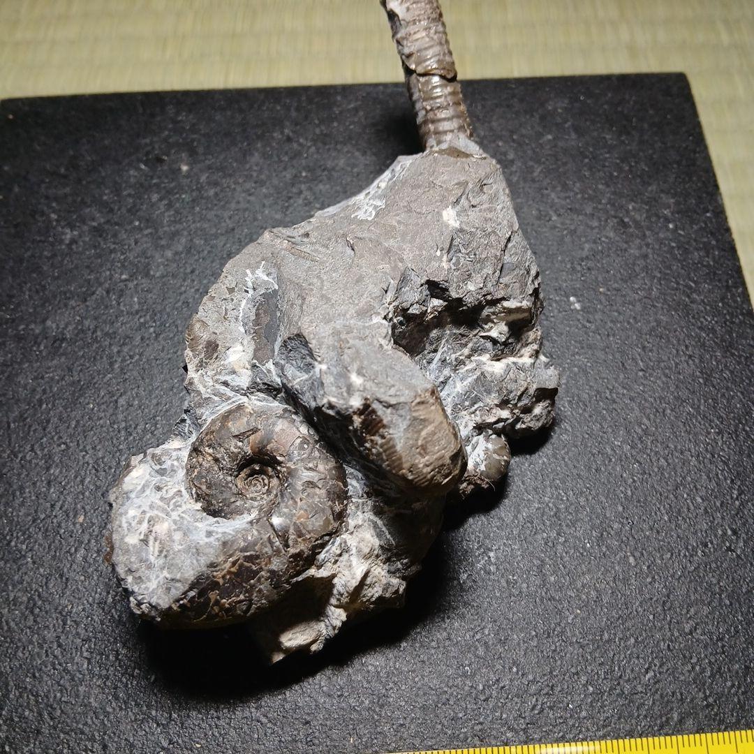 北海道産異常巻きアンモナイ群生化石