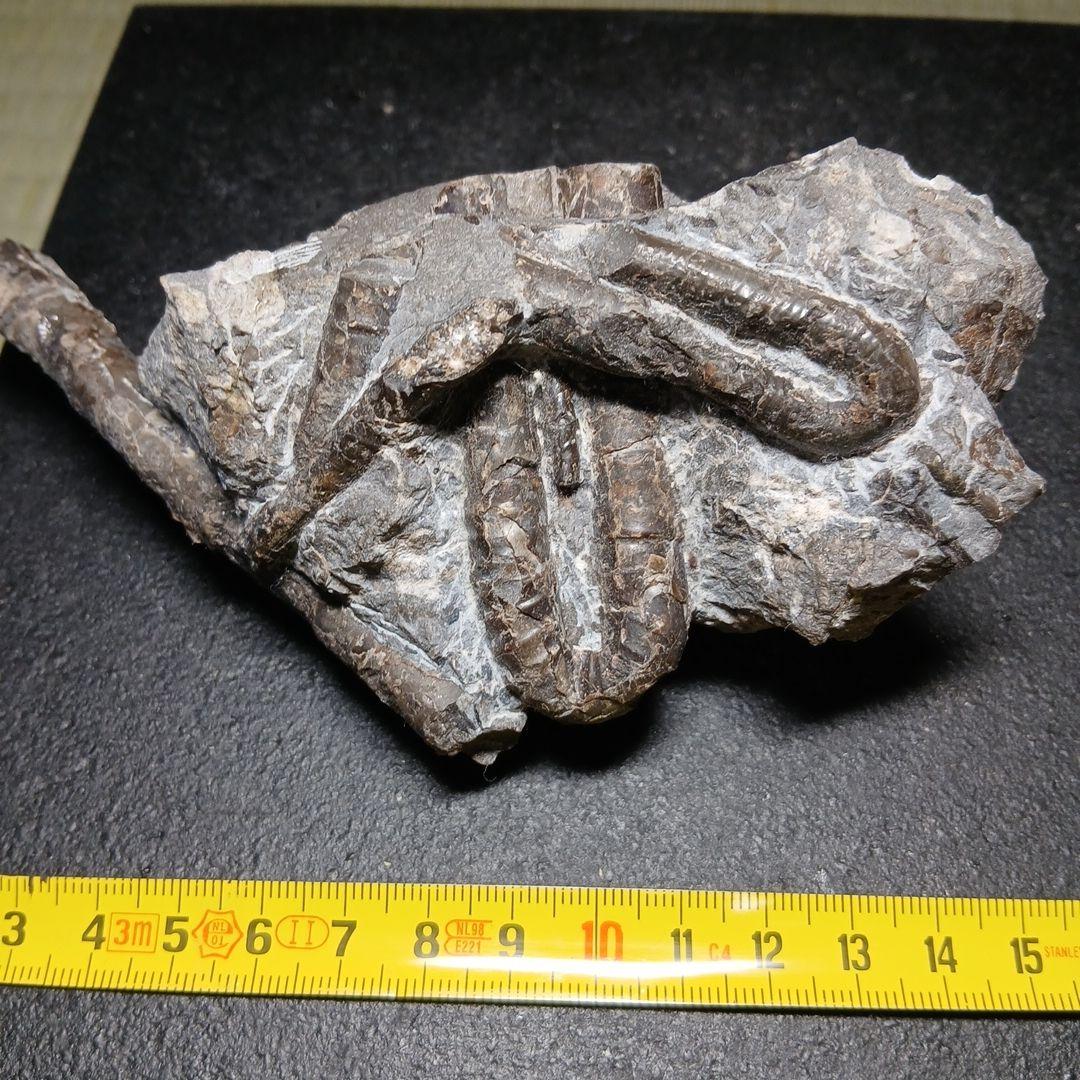 北海道産異常巻きアンモナイ群生化石