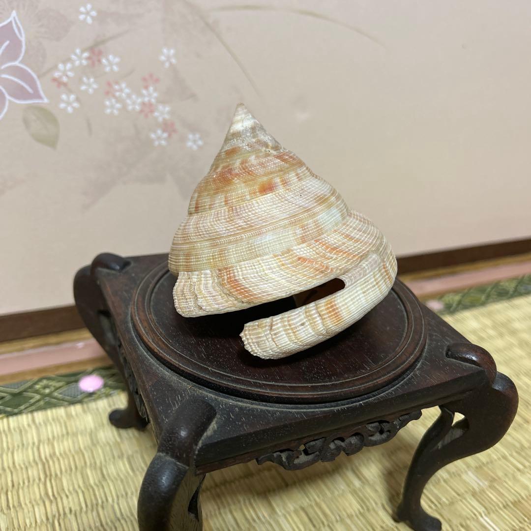 オキナエビス貝