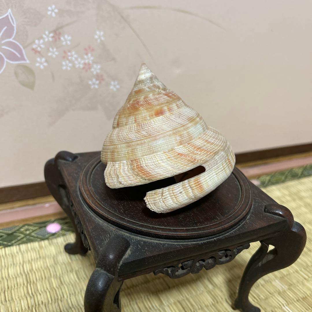 オキナエビス貝