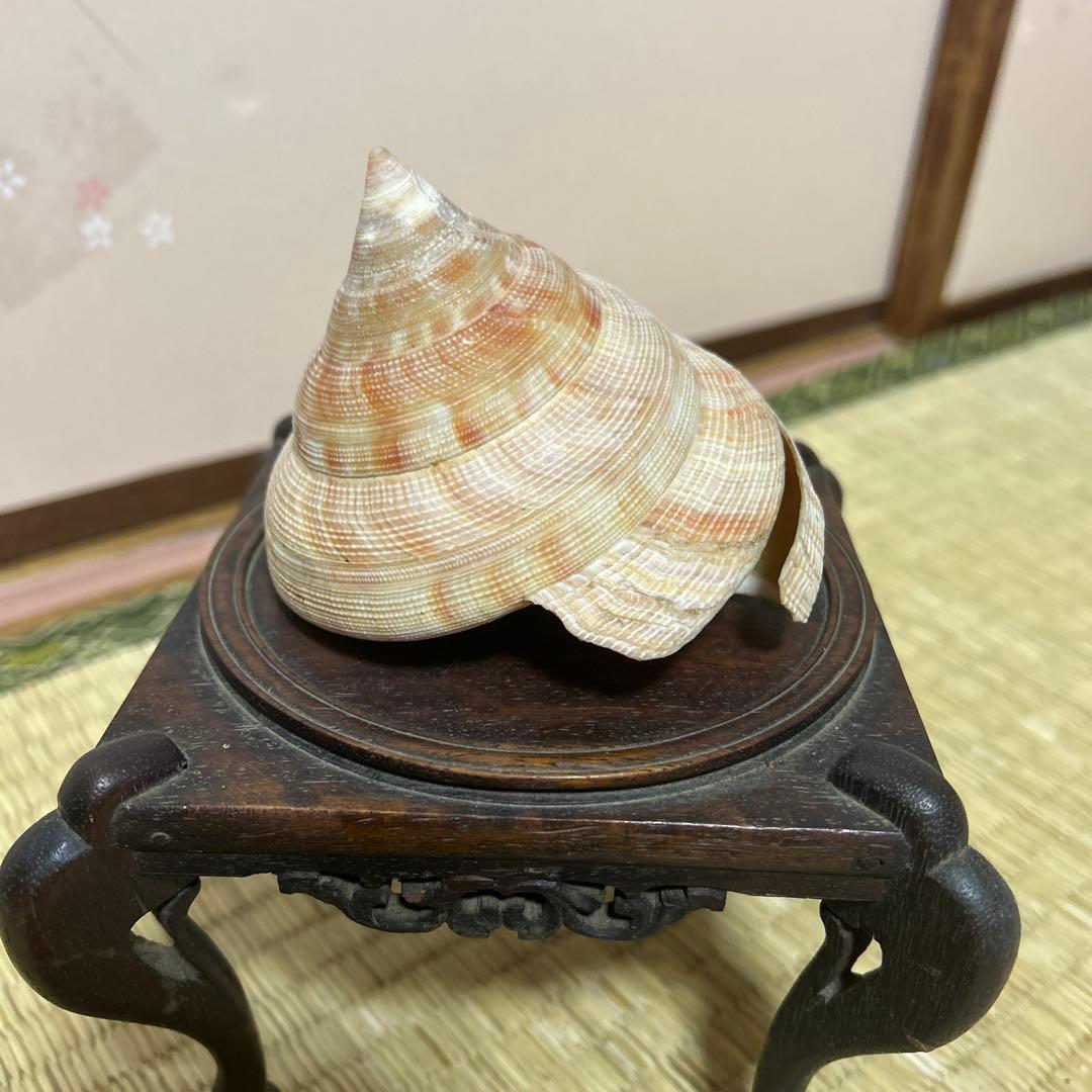 オキナエビス貝