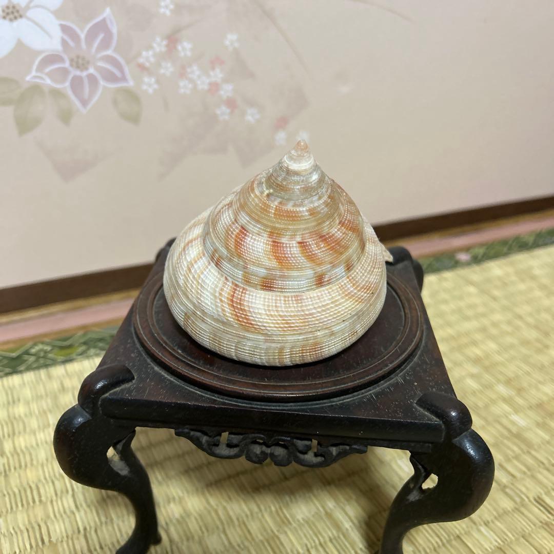 オキナエビス貝