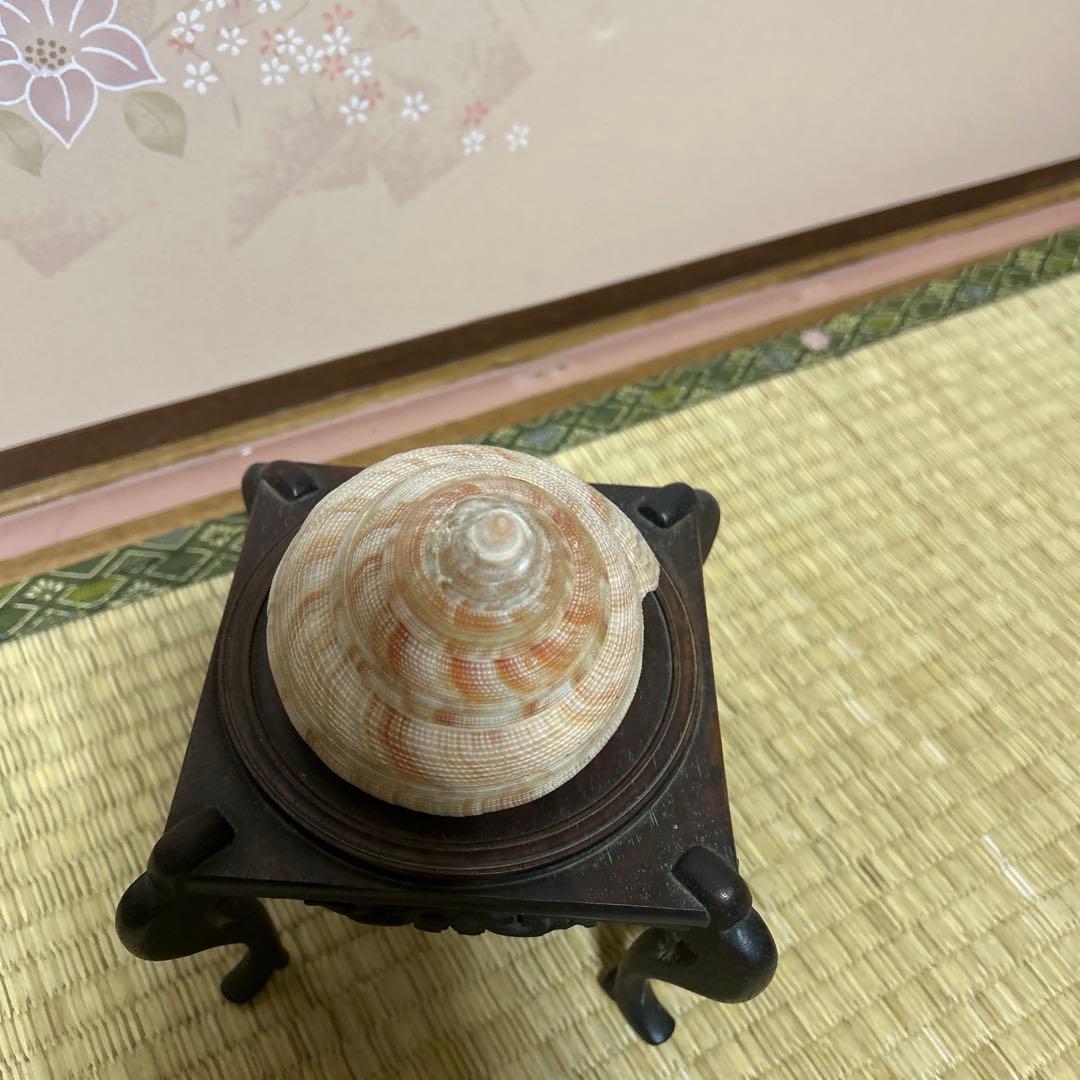 オキナエビス貝