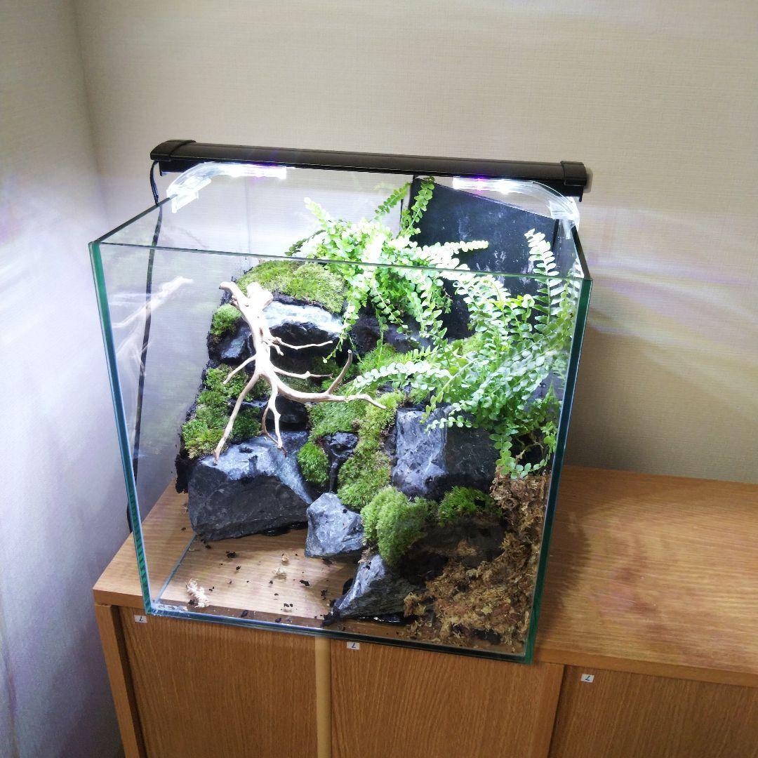 【受注生産】イモリウム 苔テラリウム 滝のあるアクアテラリウム