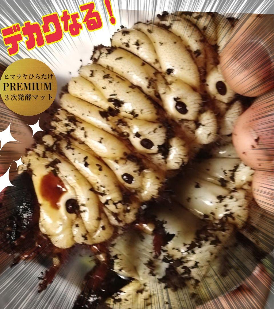 極上！プレミアム3次発酵カブトムシマット【40L】ヘラクレス181ミリ羽化実績！