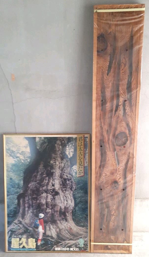 【新品】超希少　屋久杉蓮ランマ【3】