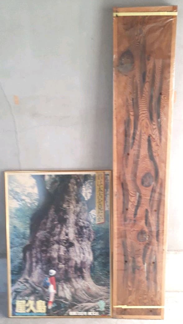 【新品】超希少　屋久杉蓮ランマ【3】