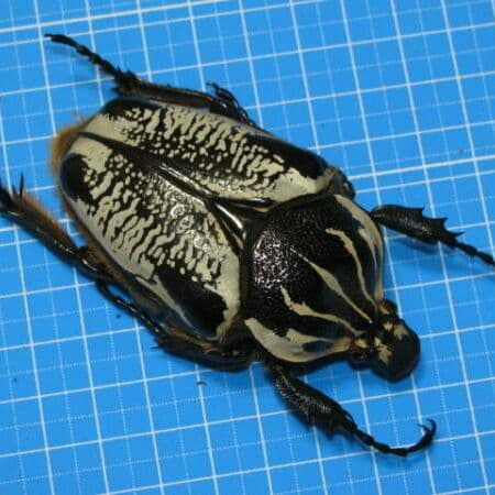 コンゴDR 赤道州 大型 ゴライアス　ウンダルス型 75mm