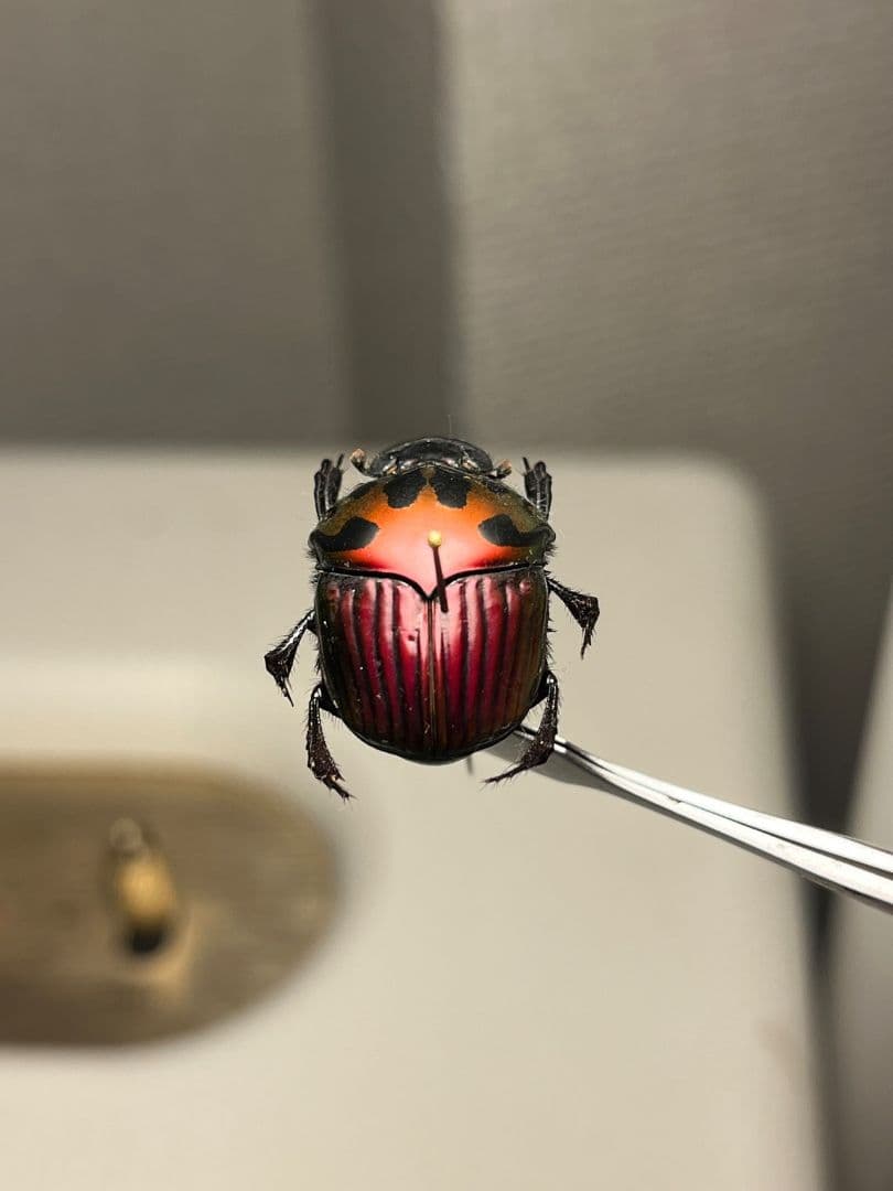 【極美真紅】アカツヤダイコクコガネ フンチュウ糞虫昆虫標本甲虫