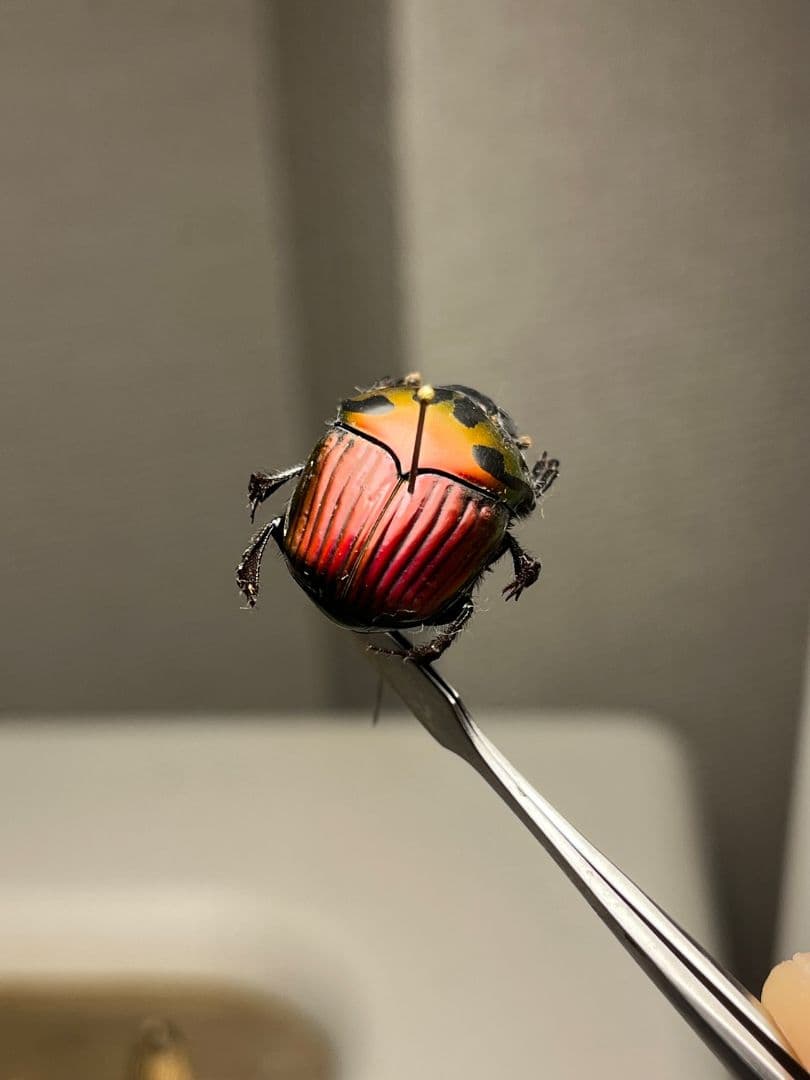 【極美真紅】アカツヤダイコクコガネ フンチュウ糞虫昆虫標本甲虫