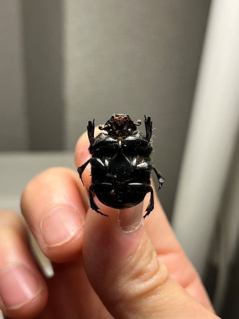 【極美真紅】アカツヤダイコクコガネ フンチュウ糞虫昆虫標本甲虫