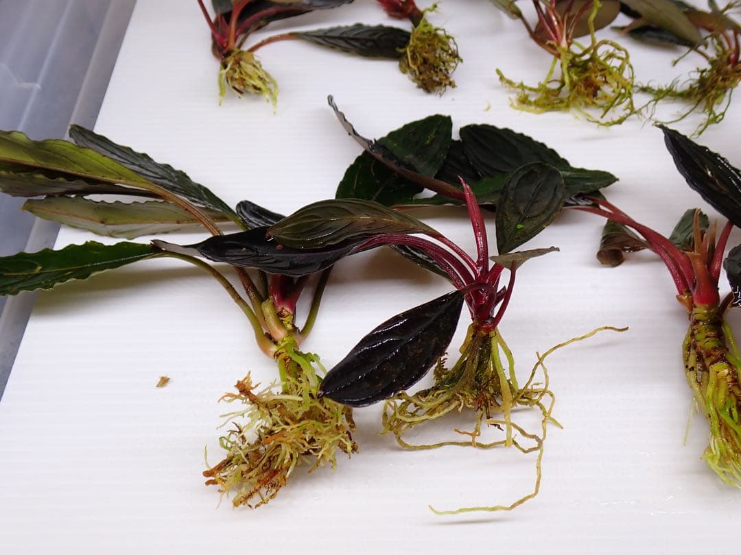 み*！様 ブセファランドラスケルトンキング12株