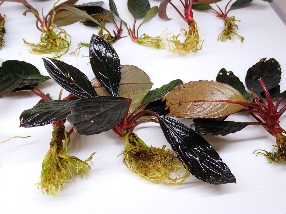 み*！様 ブセファランドラスケルトンキング12株