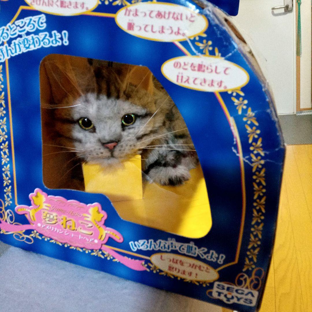 夢ねこ♡アメリカンショートヘア♡あなたのパートナー！　【新品未開封】