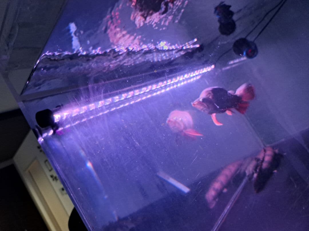 1200水槽　ライト