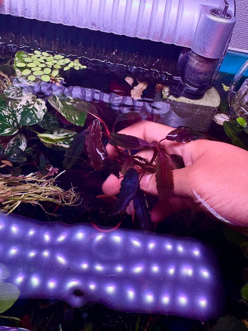 ブセファランドラspゴーストカリマンタン 群生株　大株　 分岐株　5株あり