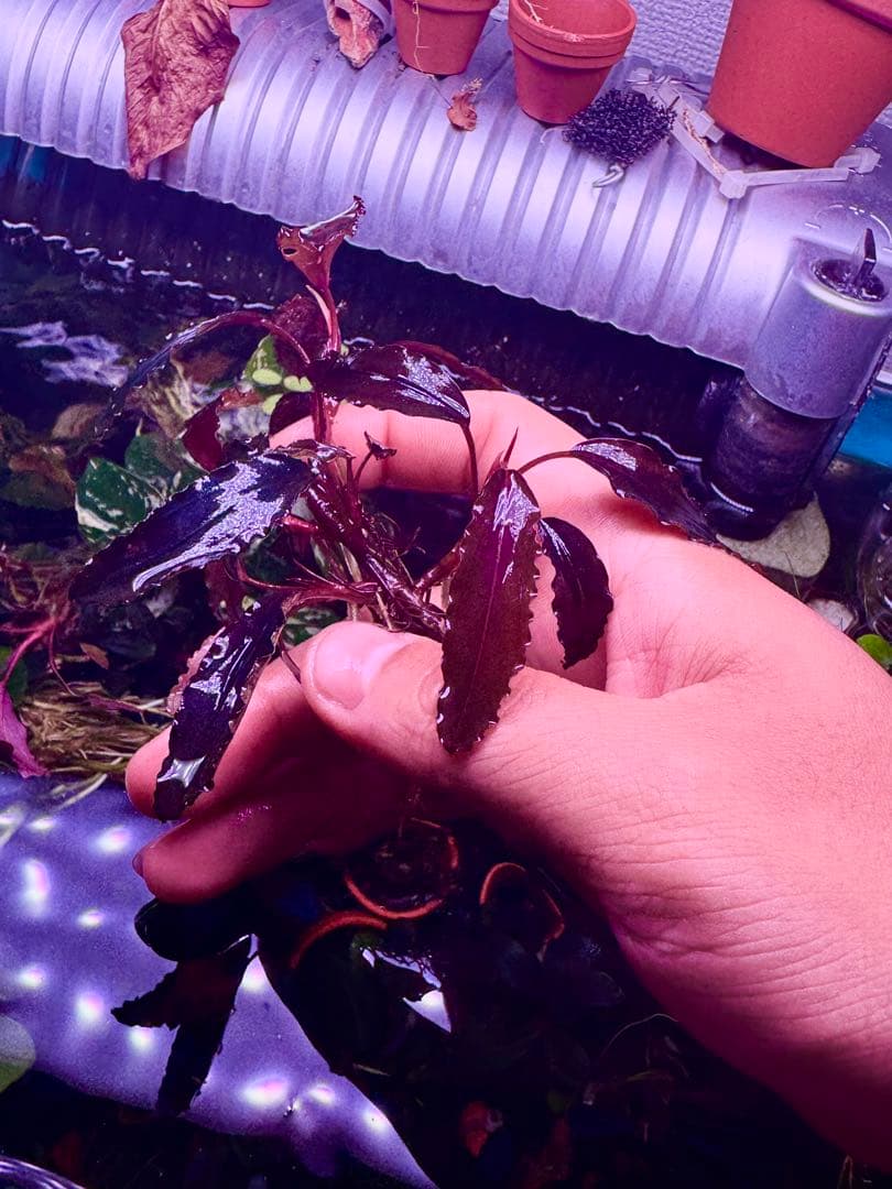 ブセファランドラspゴーストカリマンタン 群生株　大株　 分岐株　5株あり