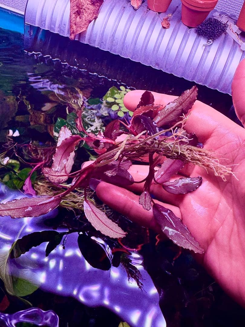 ブセファランドラspゴーストカリマンタン 群生株　大株　 分岐株　5株あり