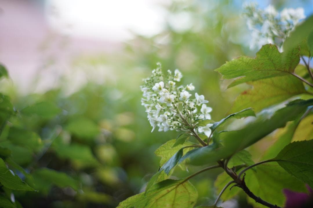 LEICA SUMMILUX-R 80mm F1.4 ２カム