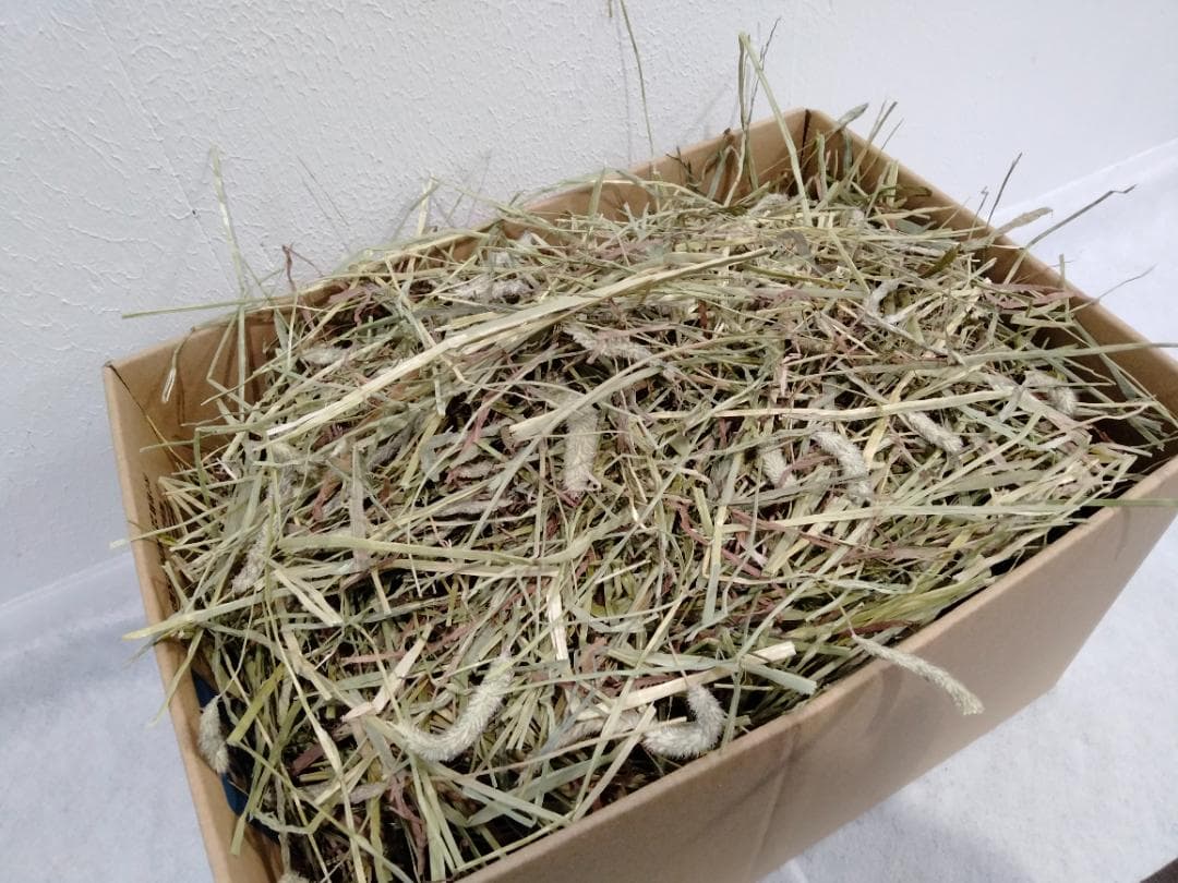 【3/16まで】 カナダ産 チモシー 50kg スーパープレミアム １番刈り