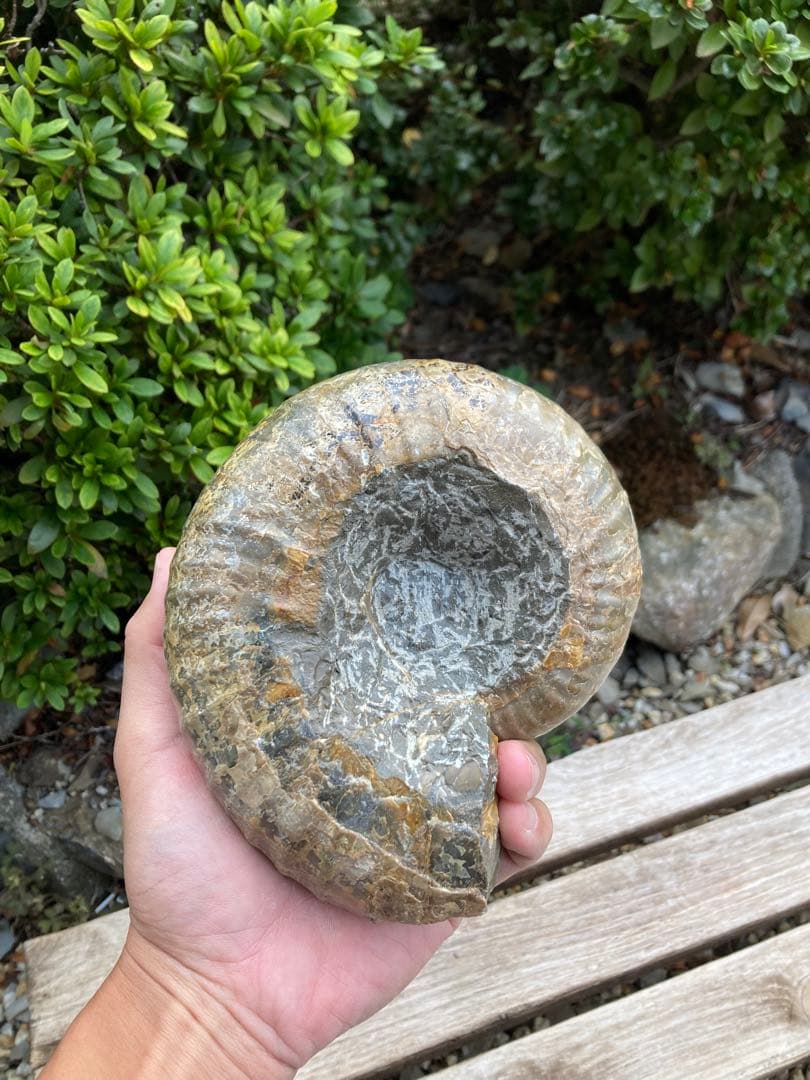 2kg まん丸なユーパキディスカスハラダイ　化石　アンモナイト　羽幌