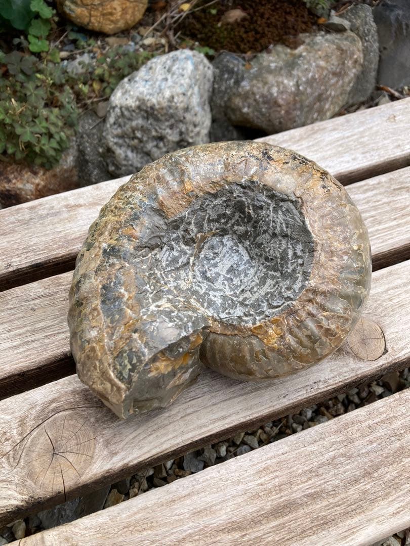 2kg まん丸なユーパキディスカスハラダイ　化石　アンモナイト　羽幌