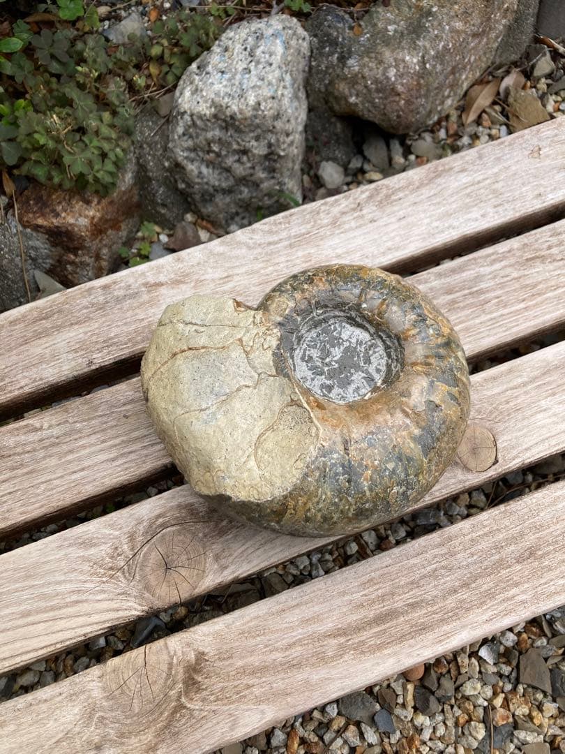 2kg まん丸なユーパキディスカスハラダイ　化石　アンモナイト　羽幌