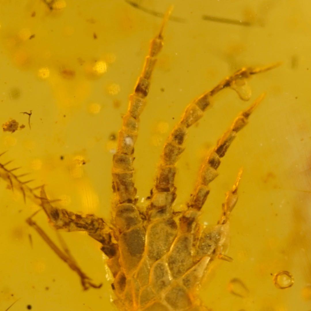 レア極上品 手TT0064虫入り琥珀化石ミャンマーカムティかタナイ9900万年前