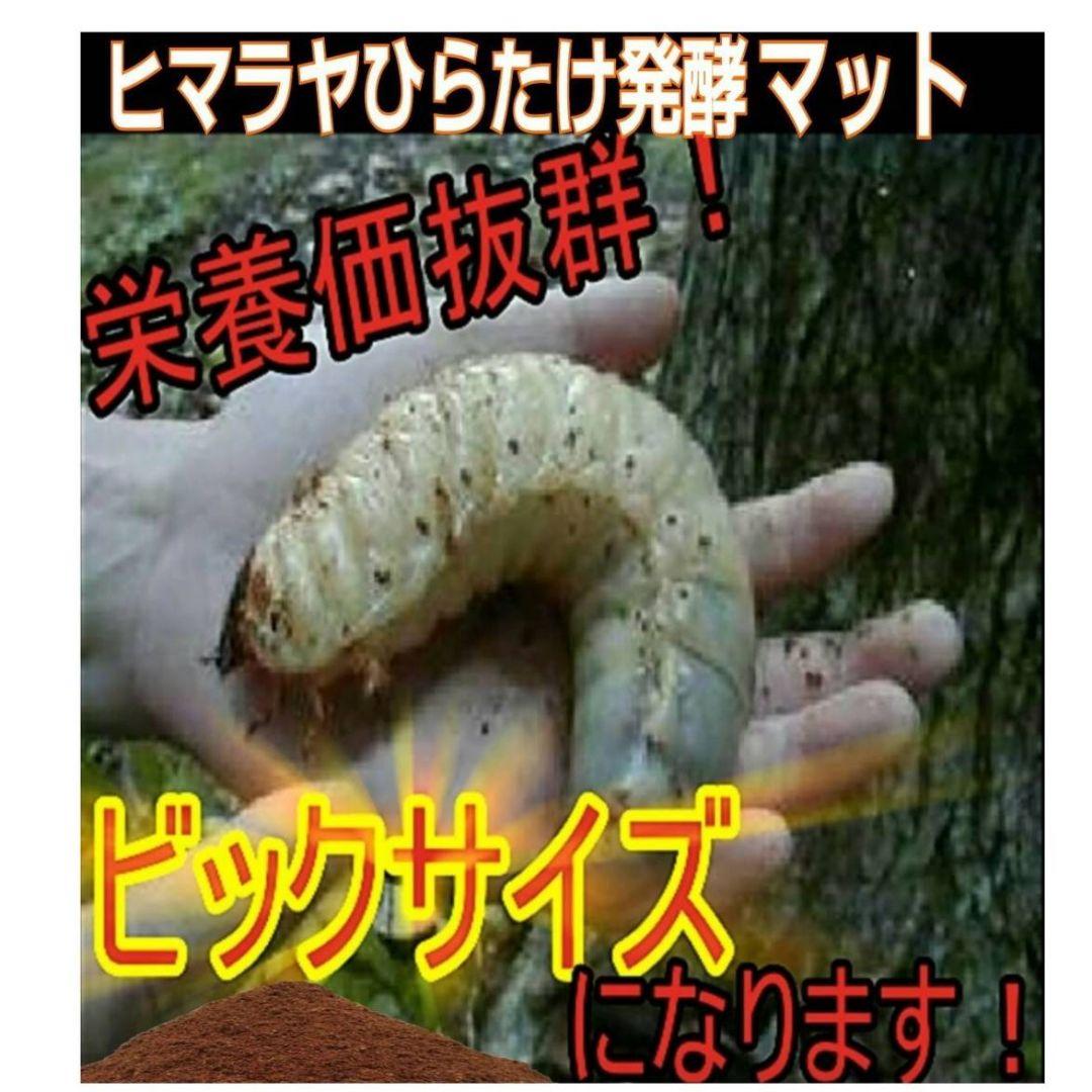 大量飼育に！【300リットル】良質☆発酵カブトムシマット☆幼虫が丸々太ります！