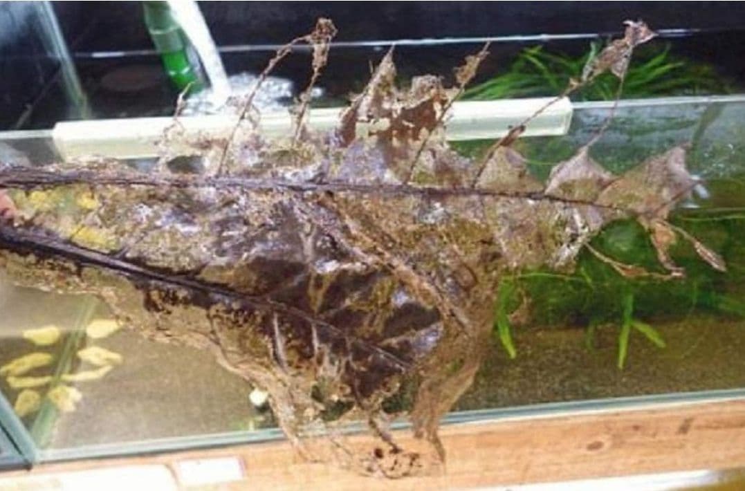 大小様々　無農薬マジックリーフ　天然ももたまな葉　1000　枚