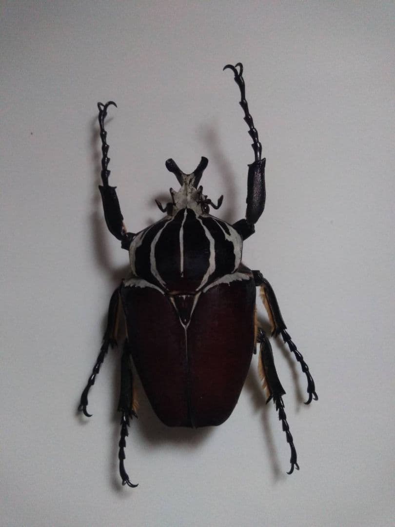 ゴライアスオオツノハナムグリ　昆虫標本