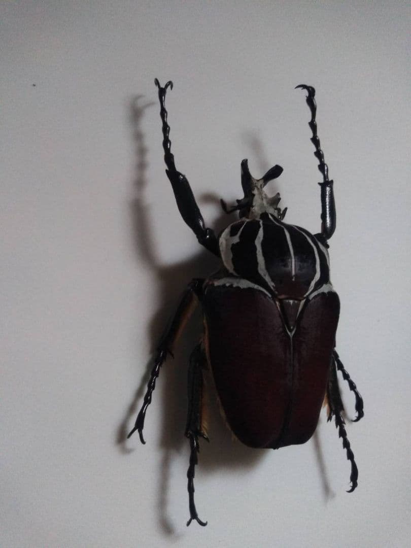 ゴライアスオオツノハナムグリ　昆虫標本