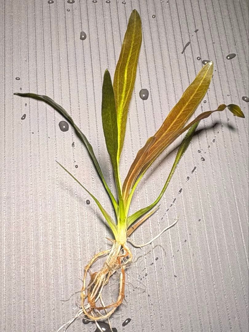 エキノドルスホレマニーオレンジ