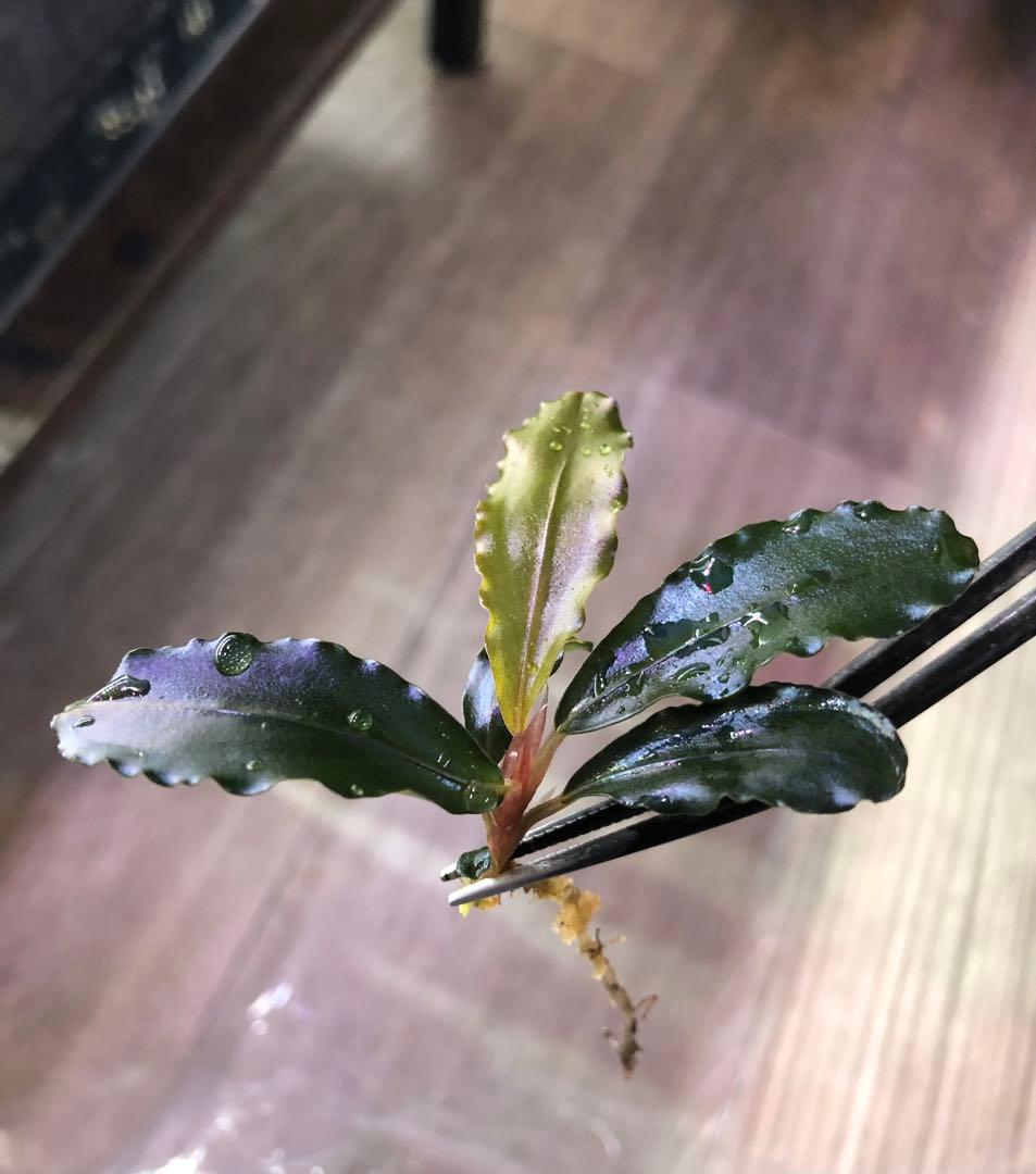 陰性水草の王様的存在 ブセファランドラMurung raya LA0515-04