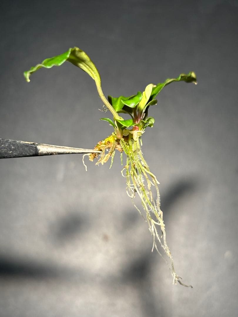 【あばぶです】