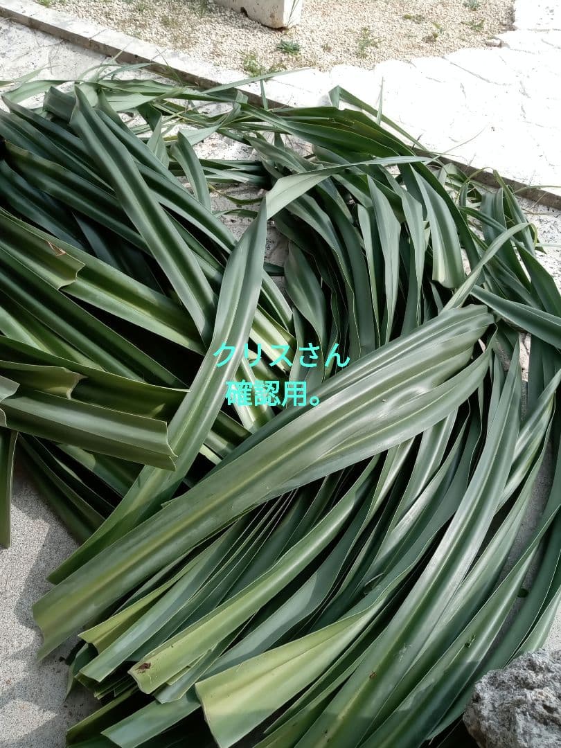 ハワイ産沖縄育ちのラウハラロール“24 Craft-Ⅸ”