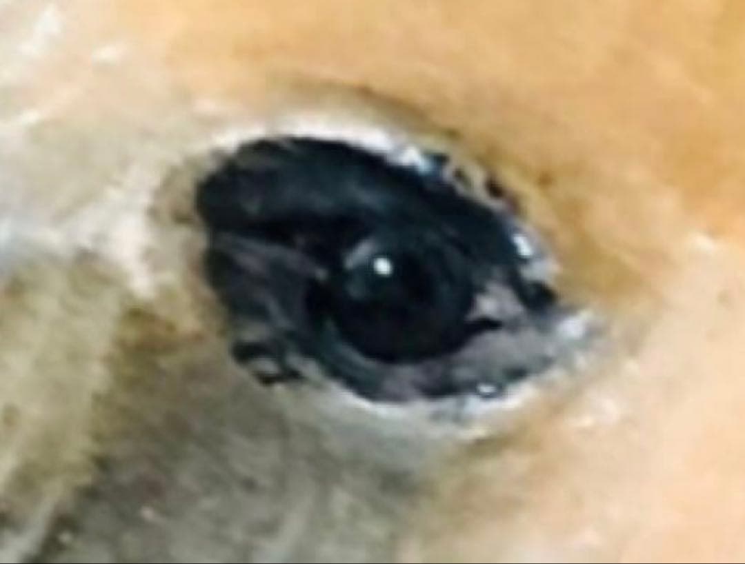 希少　大和正幸　木彫り熊　ガラス目 北海道　木彫熊　木彫り　大和彫