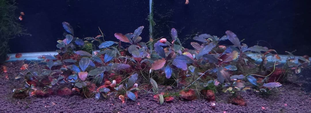 Bucephalandra sp.magician水槽内全て大小合わせて約50株