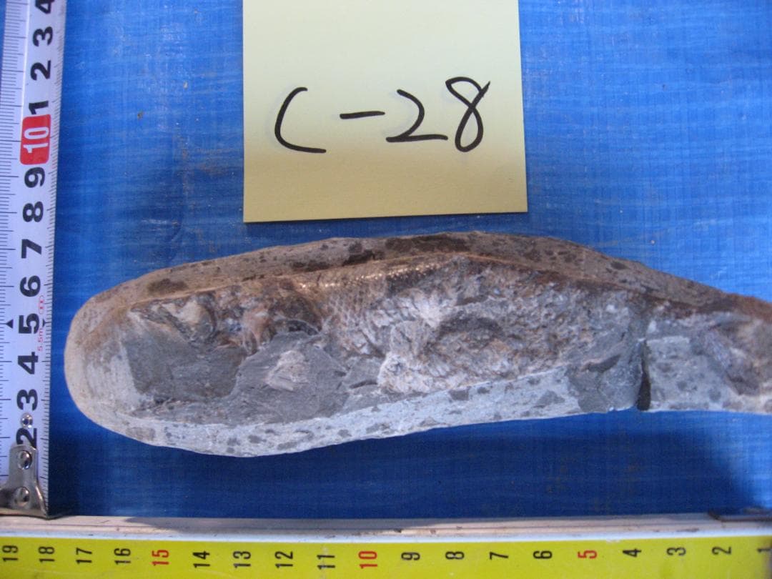 化石　C-28