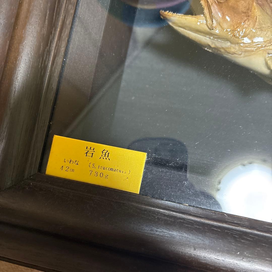 岩魚標本 イワナ　剥製　川魚　清流魚